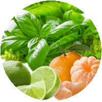 Amber Grove - Basil, Lime and Mandarin Fragrance
