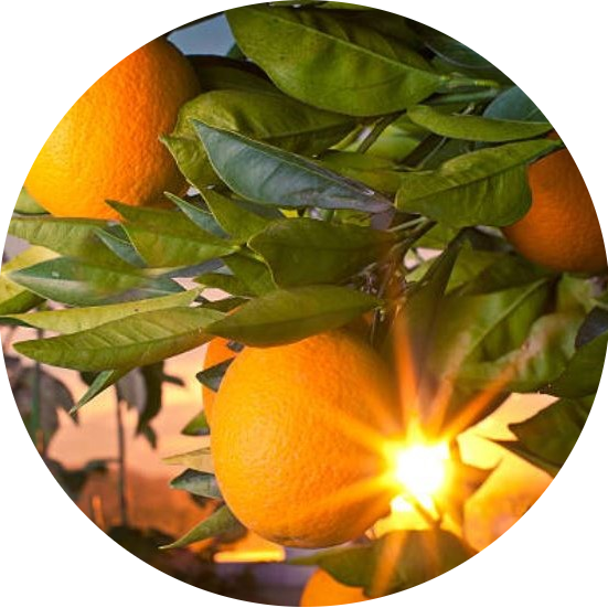 Amber Grove - Citrus Sunrise Fragrance Collection