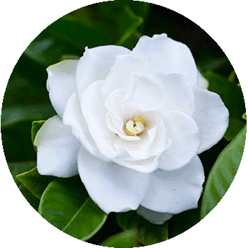 Amber Grove - Gardenia Fragrance Collection