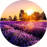 Amber Grove - Lavender Fields Fragrance Collection