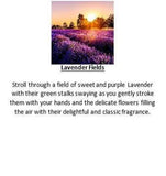 Amber Grove -  Lavender Fields